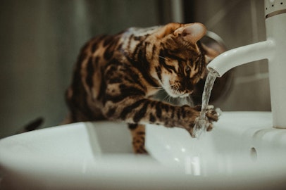 猫は「水」以外も飲める?猫にあげても良い飲み物7選のアイキャッチ画像