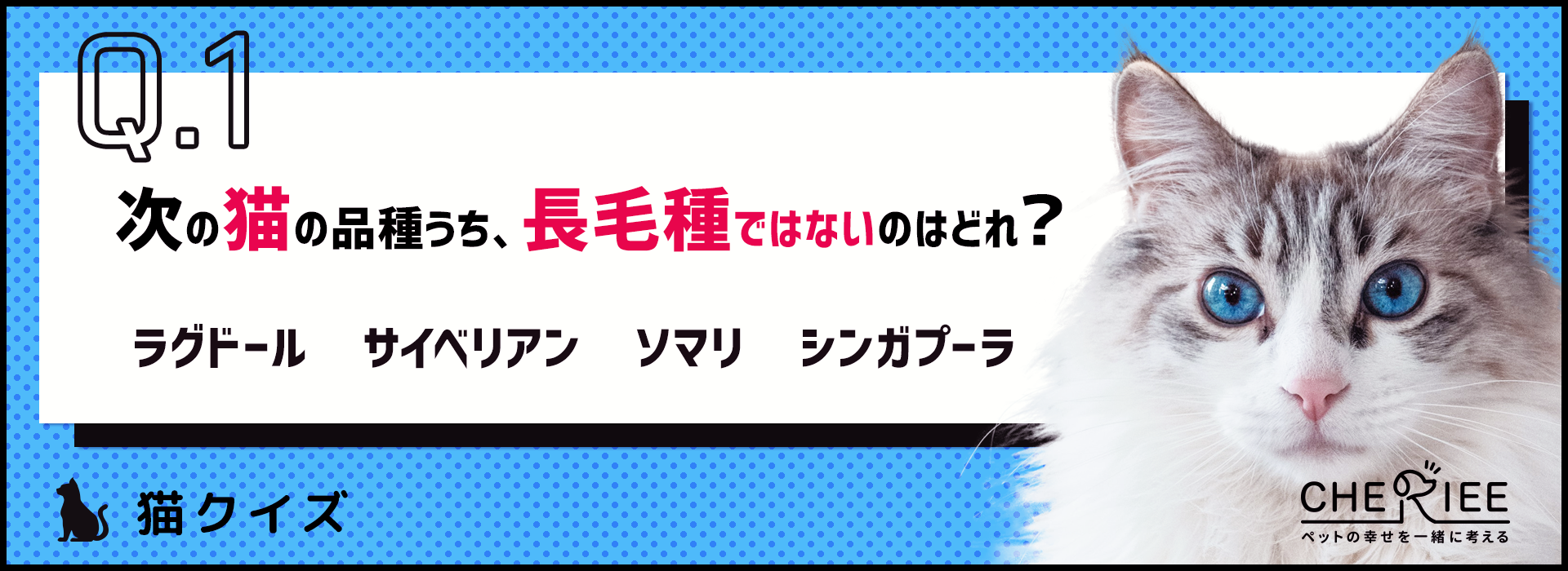 【猫クイズ】優雅で美しい毛が魅力！猫の長毛種クイズ