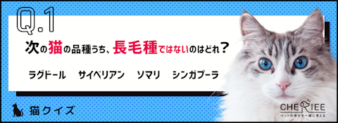 【猫クイズ】優雅で美しい毛が魅力！猫の長毛種クイズのアイキャッチ画像