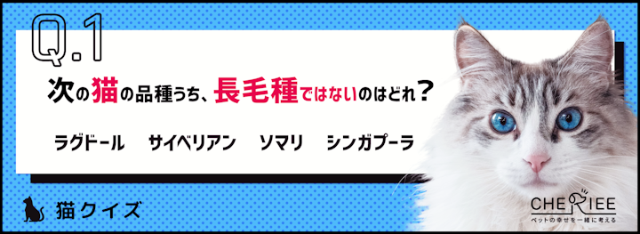 【猫クイズ】優雅で美しい毛が魅力！猫の長毛種クイズのアイキャッチ画像