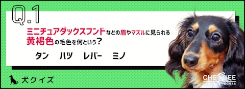 【犬クイズ】あなたは区別できてる！？犬の毛色の種類と特徴のアイキャッチ画像