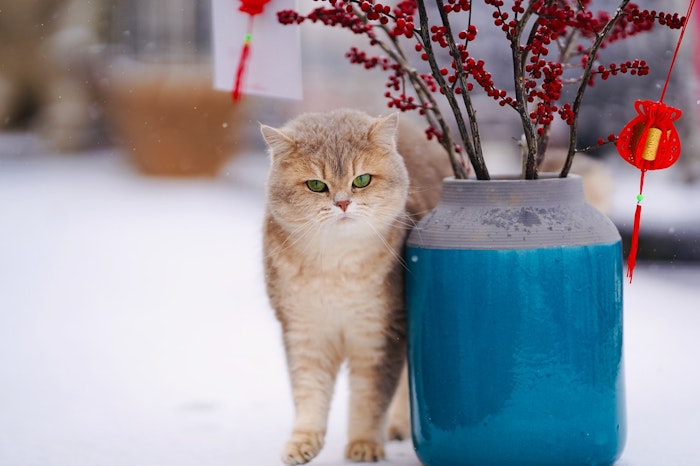 猫　冬　脱水　対策　水