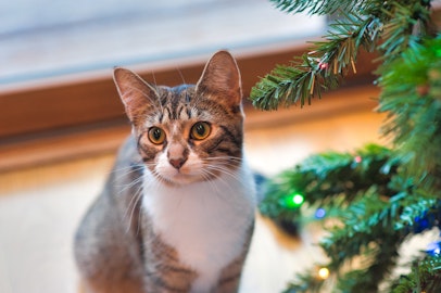 冬こそ猫の脱水に注意！その理由と猫に水を飲んでもらう方法とは？のアイキャッチ画像