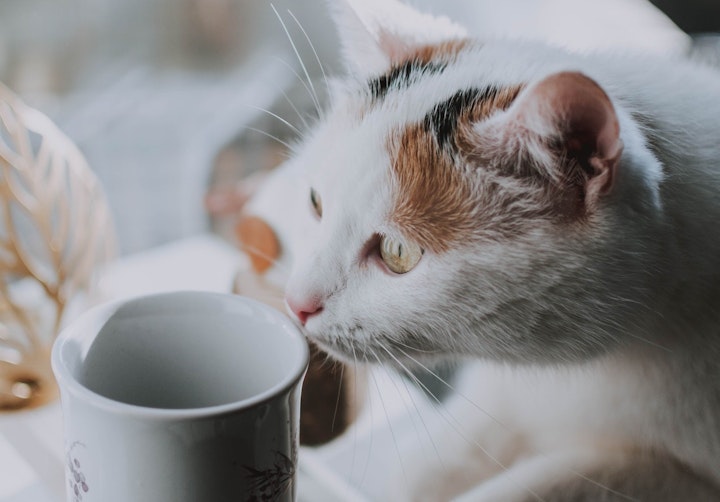 猫　冬　脱水　対策　水