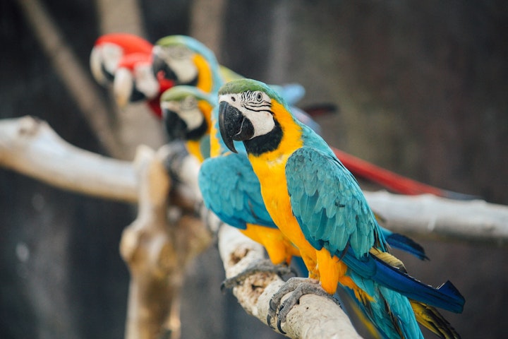 オウム病,鳥,インコ,ハト,集団感染,予防法