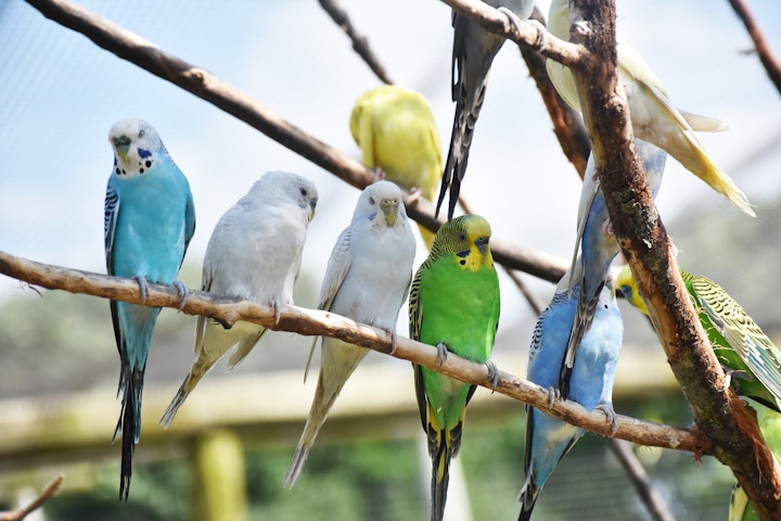 オウム病,鳥,インコ,ハト,集団感染,予防法