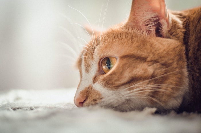 野良猫保護マニュアル 大人の野良猫を飼う前に知っておきたいこと シェリー Goo ニュース