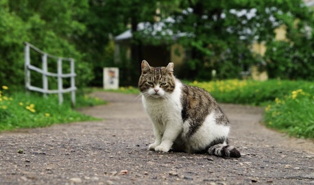 【野良猫保護マニュアル】大人の野良猫を飼う前に知っておきたいことのアイキャッチ画像