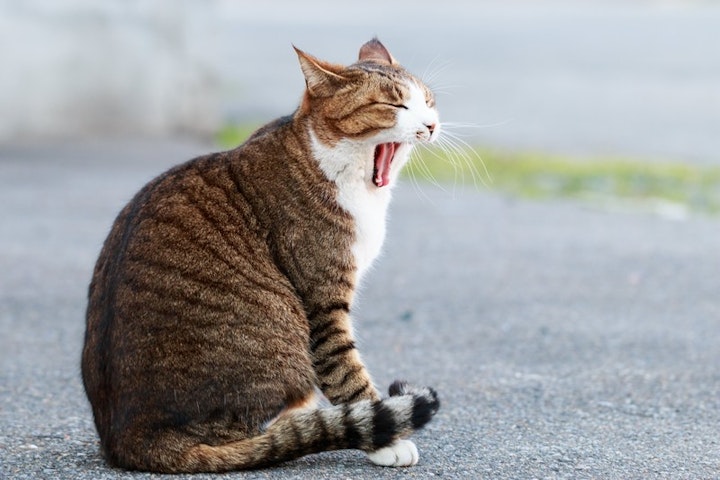 野良猫　成猫　保護　猫　大人　飼い方