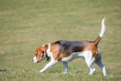 【獣医師監修】愛犬の歩き方がおかしい？見逃せない歩様異常とはのアイキャッチ画像