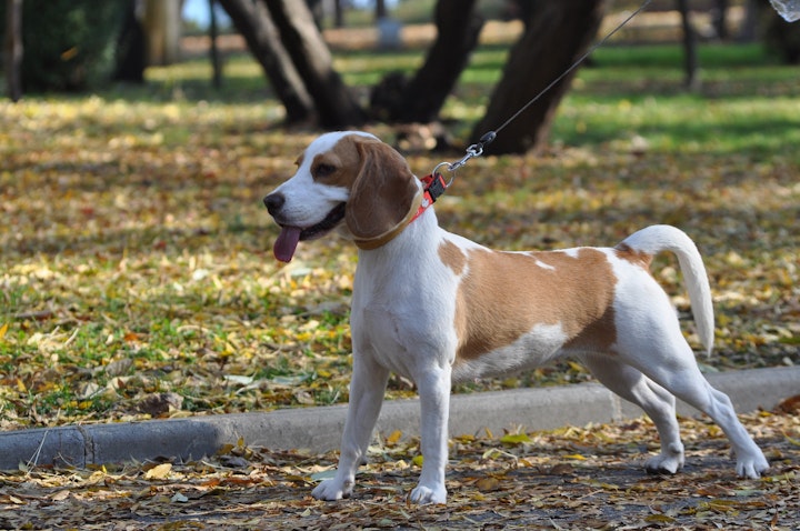 犬,歩様異常,疾患,病気