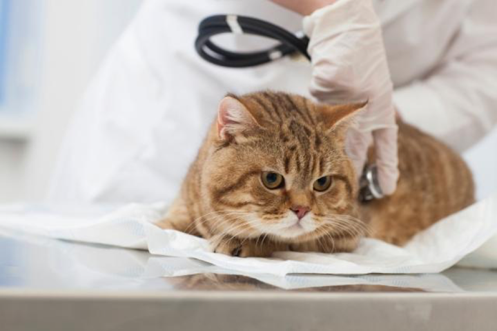 野良猫,動物病院,費用,医療費