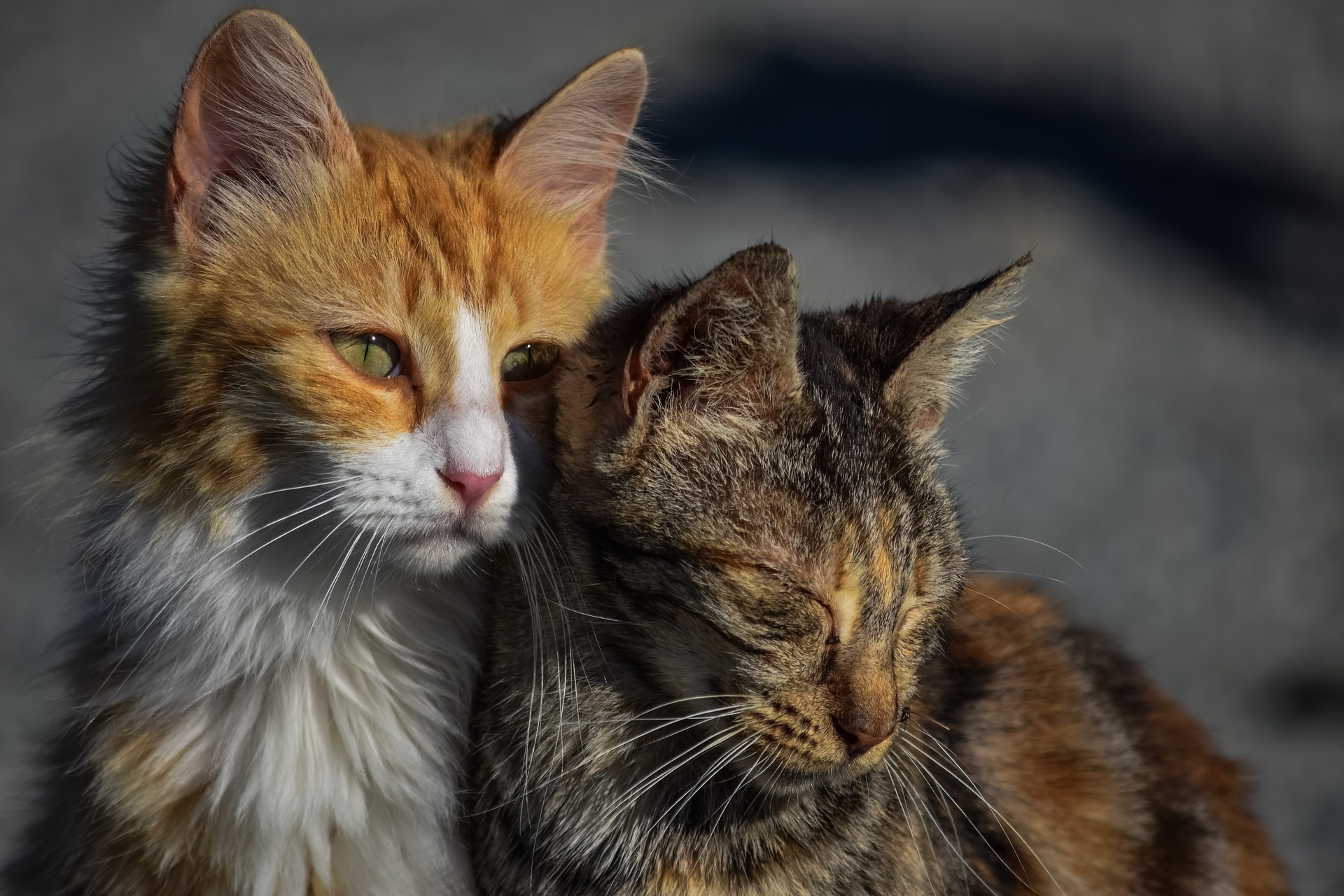 金銭的な負担も覚悟して！野良猫の保護に必要な医療費を徹底解説 