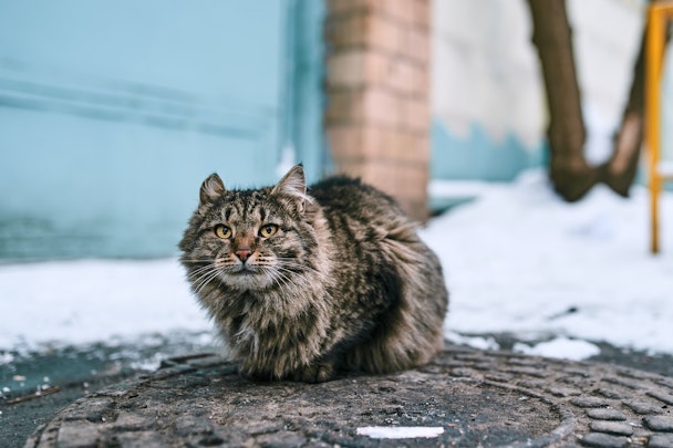 金銭的な負担も覚悟して！野良猫の保護に必要な医療費を徹底解説のアイキャッチ画像