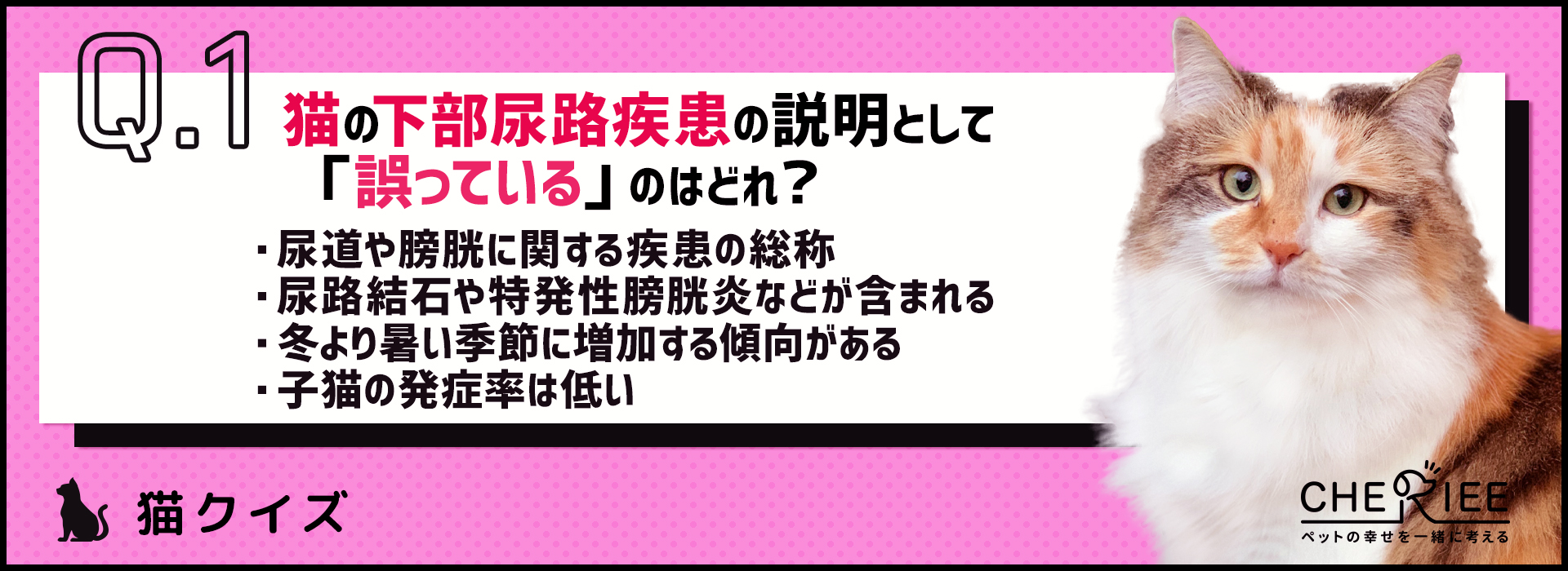 【猫クイズ】水飲み場も重要！秋・冬に気をつけたい猫の下部尿路疾患