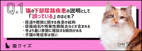 【猫クイズ】水飲み場も重要！秋・冬に気をつけたい猫の下部尿路疾患のアイキャッチ画像