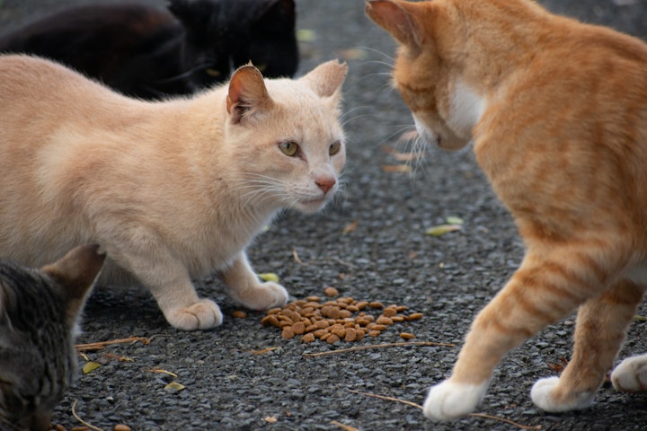 先住猫,新入り猫,対面,時期