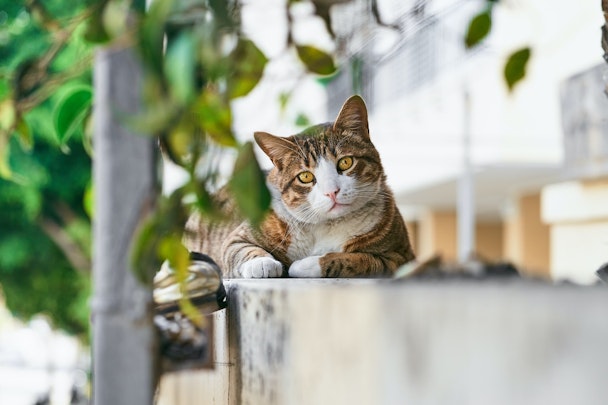 野良猫を保護したい！安全に捕獲する4つの方法とはのアイキャッチ画像