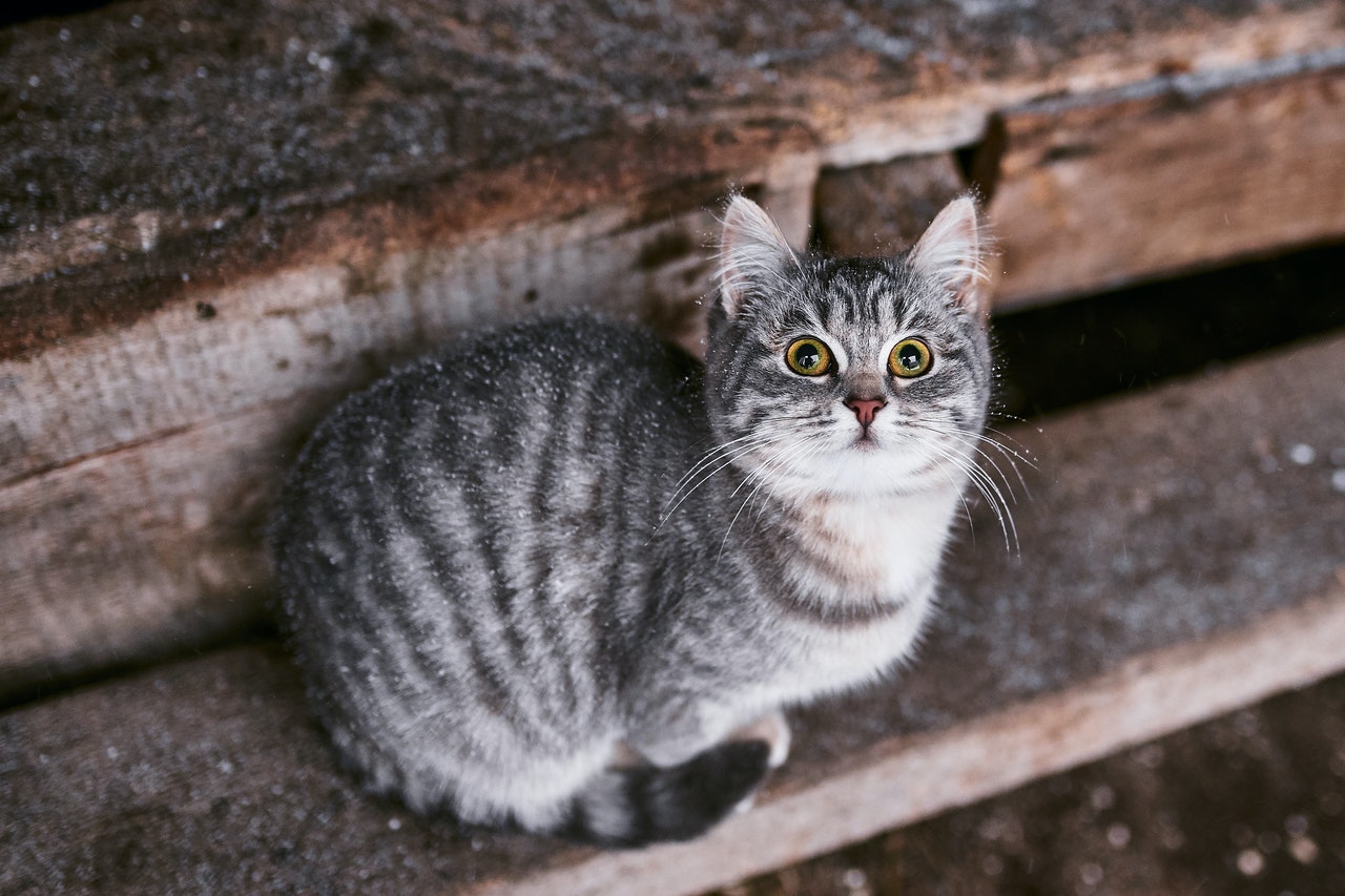 野良猫を保護したい！安全に捕獲する4つの方法とは（シェリー）近所に 