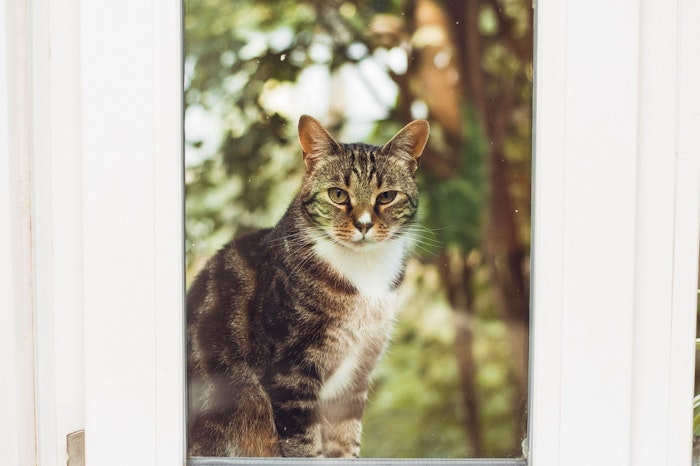 野良猫を保護したい 安全に捕獲する4つの方法とは シェリー Goo ニュース 野良猫を保護したい 安全に捕獲する4つの方法とは シェリー Goo ニュース