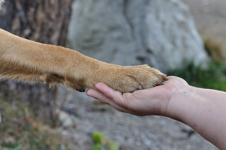 犬　痒み　疾患　掻く　皮膚　病気　獣医師