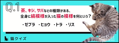 【猫クイズ】なんて呼ぶか知ってる？今更聞けない猫の模様クイズのアイキャッチ画像