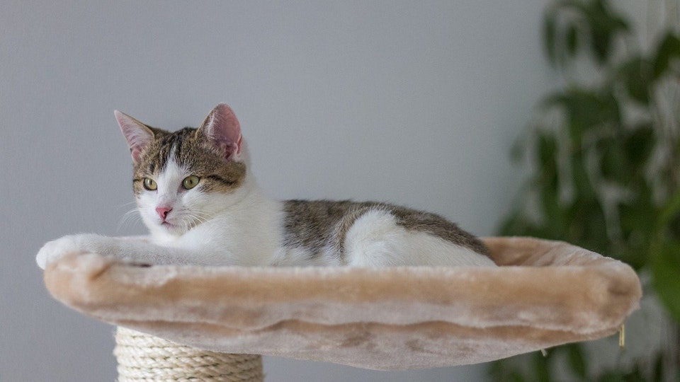 保護猫が家に慣れるまでの期間は?懐いてもらう3つの方法をご紹介!