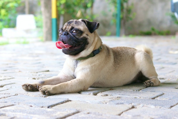 犬が鼻をブーブー鳴らす！「逆くしゃみ」の症状と対処法のアイキャッチ画像