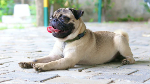犬が鼻をブーブー鳴らす!「逆くしゃみ」の症状と対処法のアイキャッチ画像