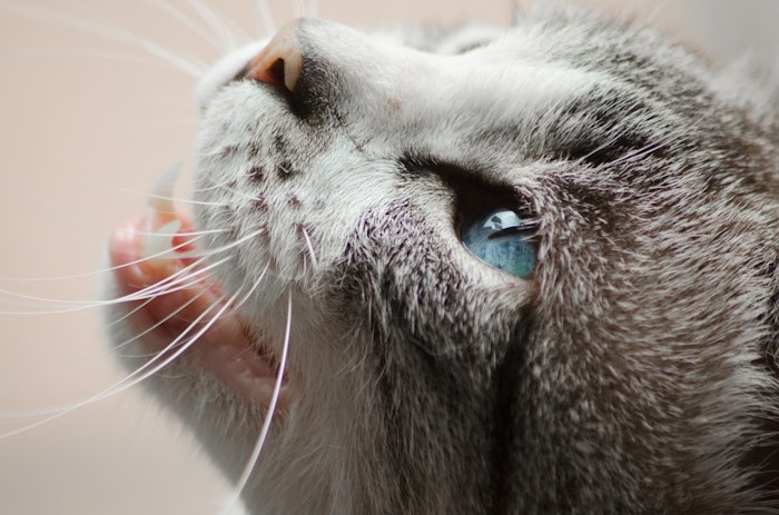 猫語翻訳アプリ アレクサ開発者が作った Meowtalk とは シェリー Goo ニュース 猫語翻訳アプリ アレクサ開発者が作った Meowtalk とは シェリー Goo ニュース