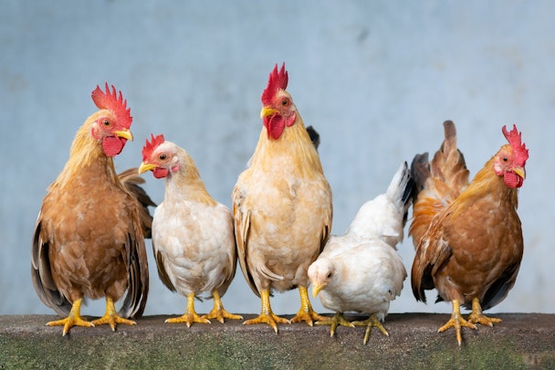 西日本で発生！鳥インフルエンザはペットの鳥や犬猫にも感染するの？のアイキャッチ画像