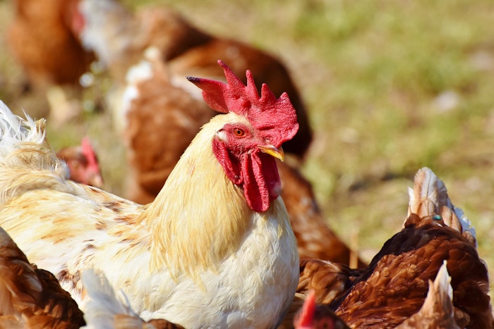 西日本で発生 鳥インフルエンザはペットの鳥や犬猫にも感染するの シェリー Goo ニュース