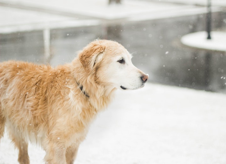 犬　震え　寒さ　原因　病気　