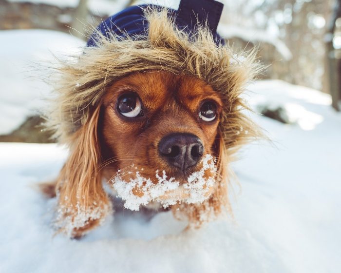 犬,雪,食べる,冬,凍傷,しもやけ