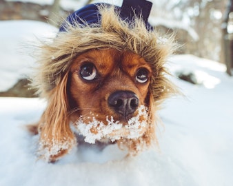 犬が雪を食べてしまった！その理由は？食べても平気なの？のアイキャッチ画像