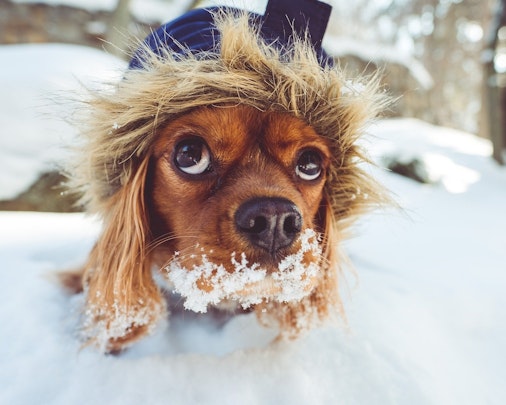 犬が雪を食べてしまった！その理由は？食べても平気なの？のアイキャッチ画像