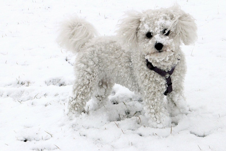 犬,雪,食べる,冬,凍傷,しもやけ