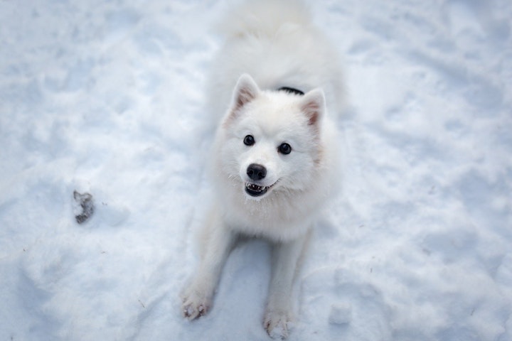 犬,雪,食べる,冬,凍傷,しもやけ