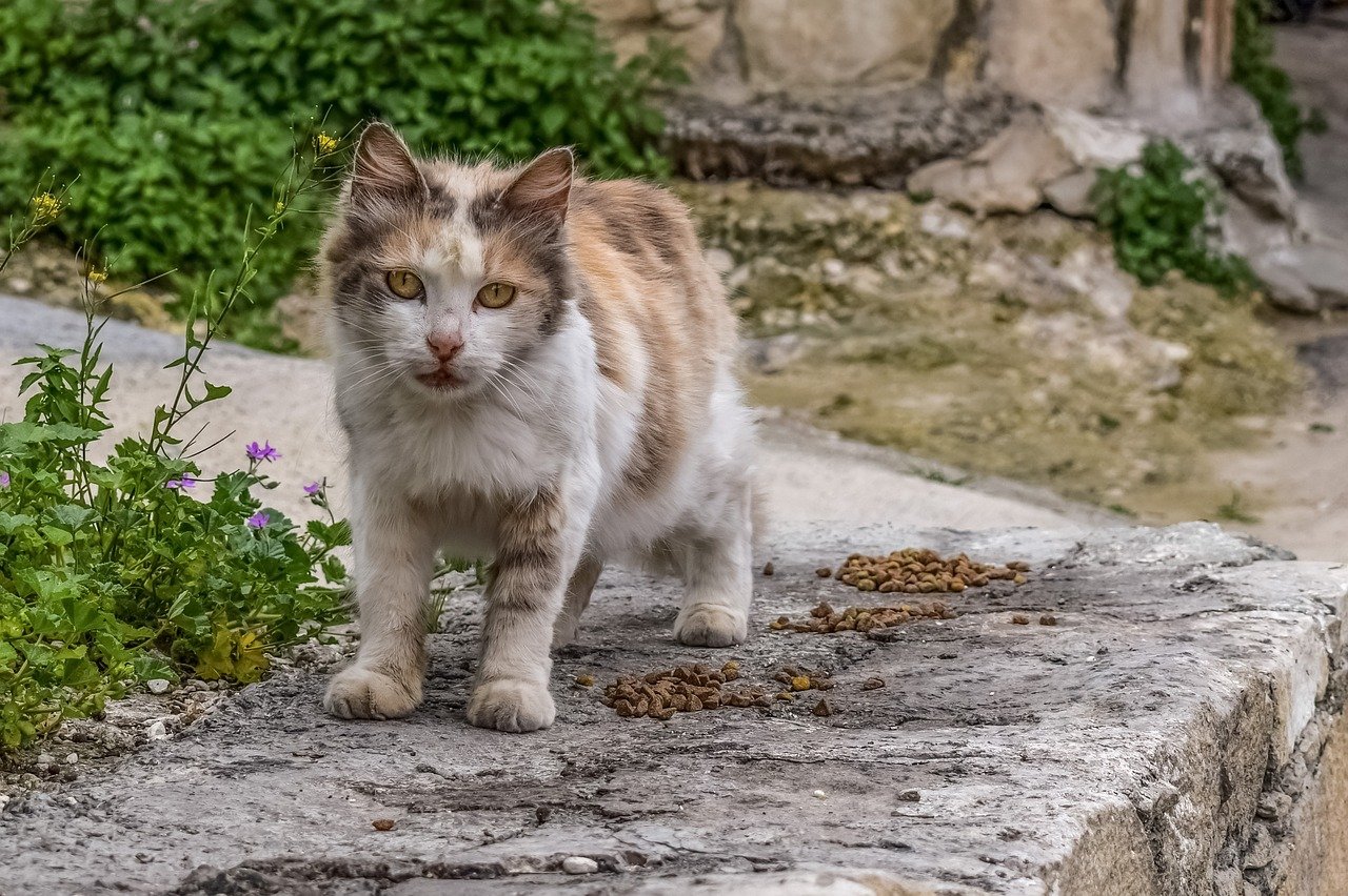 元野良猫の寿命は短い？猫の寿命を伸ばすためにできる3つのこと 