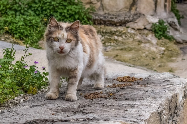 野良猫,飼い猫,元野良猫,寿命,室内