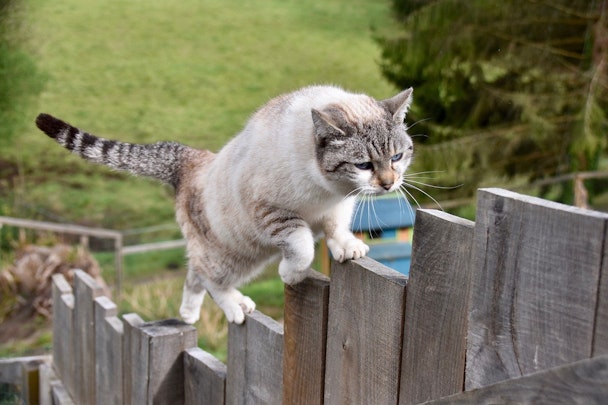 元野良猫の寿命は短い？猫の寿命を伸ばすためにできる3つのことのアイキャッチ画像