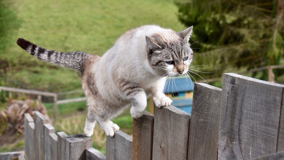元野良猫の寿命は短い?猫の寿命を伸ばすためにできる3つのこと