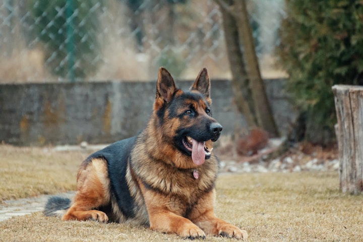 犬,硬いおやつ,鹿の角,健康,歯,誤飲