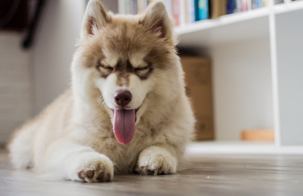 【獣医師監修】長引く犬のくしゃみに注意！考えられる疾患とはのアイキャッチ画像