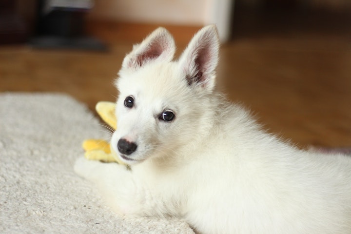 犬,くしゃみ,疾患,獣医師