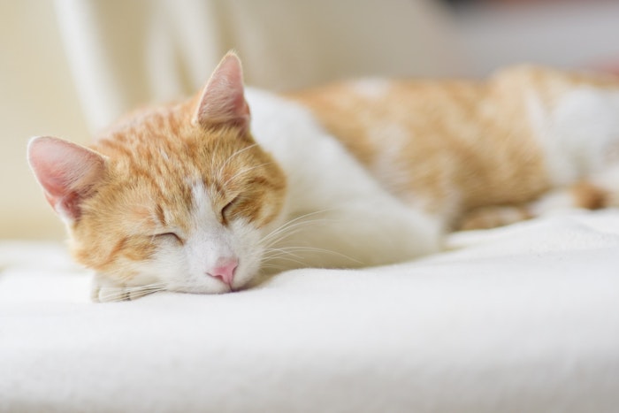 どんな人が保護犬 猫の里親になれるの 譲渡の必要条件を徹底解説 シェリー 保護犬 保護猫 を引き取りたいけど 保健 ｄメニューニュース Nttドコモ