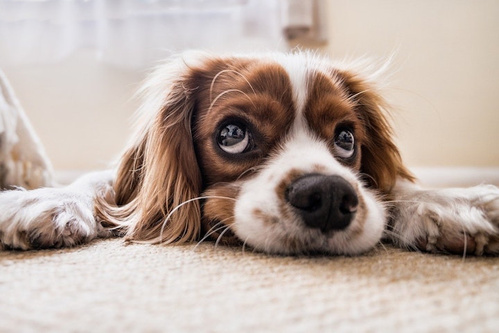 保健所,保護団体,保護犬,保護猫,動物愛護センター,条件,犬,猫,譲渡,費用,里親