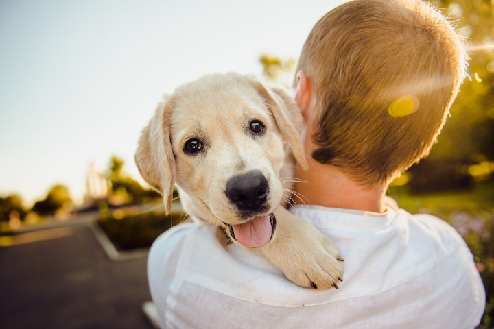 保健所,保護団体,保護犬,保護猫,動物愛護センター,条件,犬,猫,譲渡,費用,里親