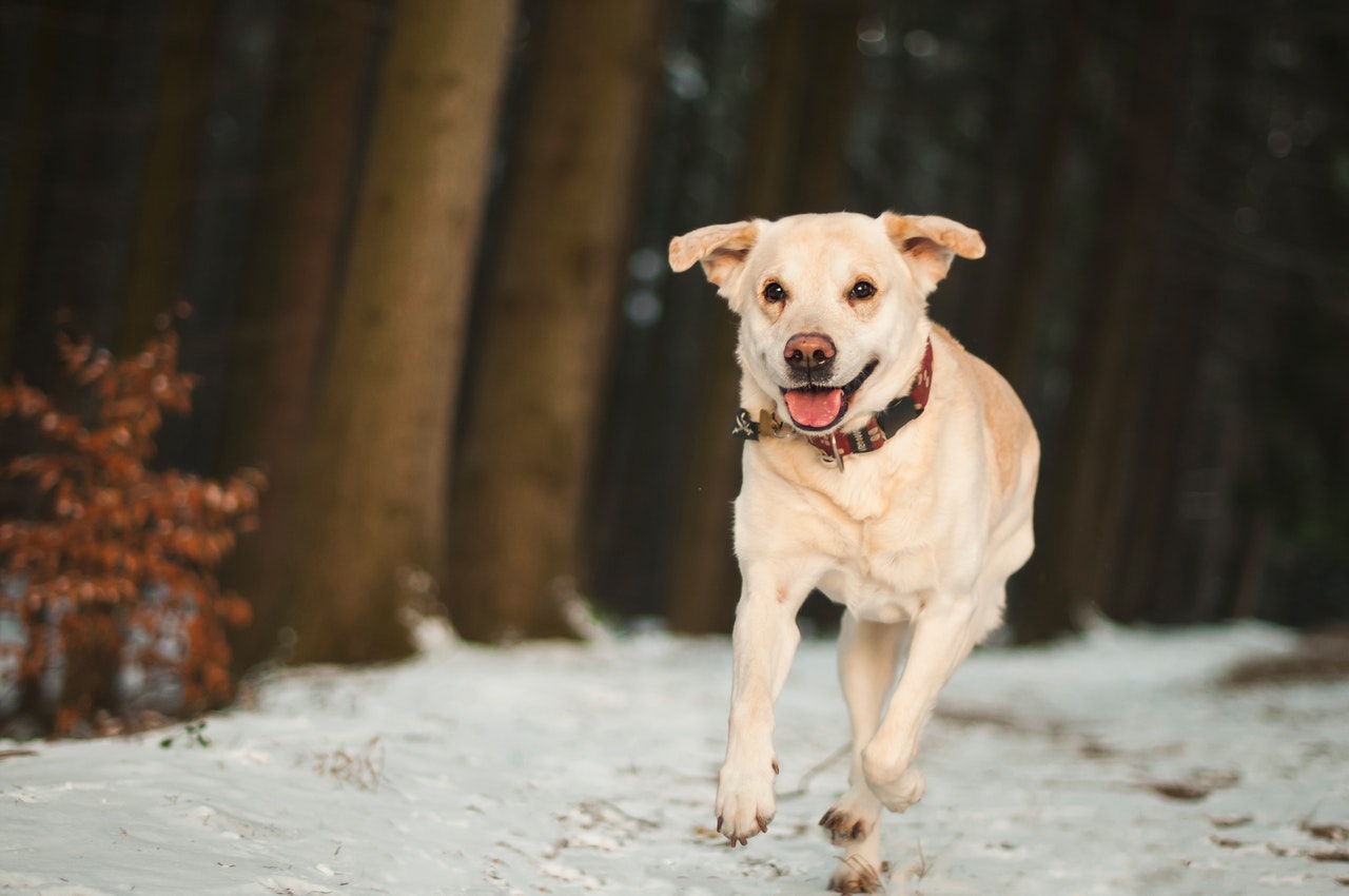 犬の鼻がピンクに変わる 冬によく起こる スノー ノーズ とは シェリー ペットの幸せを一緒に考える