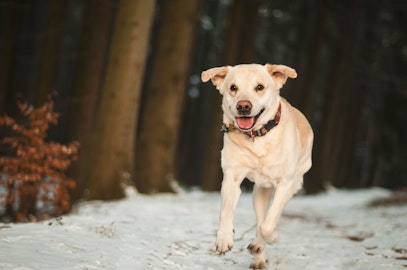 犬の鼻がピンクに変わる！冬によく起こる「スノー・ノーズ」とは？のアイキャッチ画像